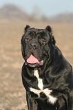 CANE CORSO 1435